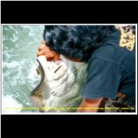 12509 356 Mangroven Tour Fischzucht Rochen Fuetterung Malaysia 2006 Langkawi.jpg